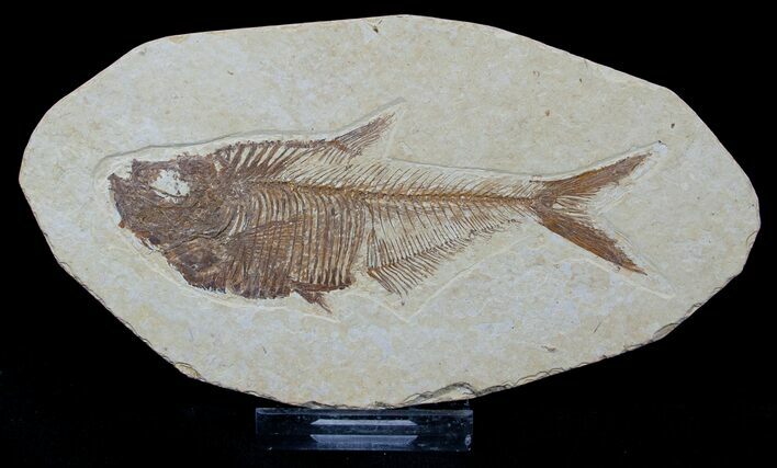 Diplomystus Fossil Fish #1545